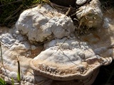 Trametes gibbosa image
