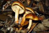 Pholiota communis image