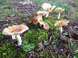 Amanita persicina image