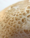Pluteus petasatus image