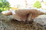 Pluteus petasatus image
