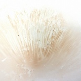 Pluteus petasatus image