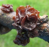 Exidia recisa image
