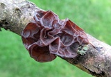 Exidia recisa image