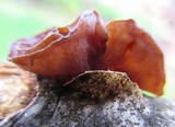 Exidia recisa image