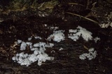 Ceratiomyxa fruticulosa var. fruticulosa image