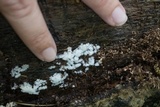 Ceratiomyxa fruticulosa var. fruticulosa image