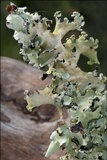 Parmotrema perlatum image