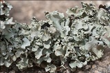 Parmotrema perlatum image
