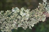 Parmotrema perlatum image