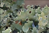 Parmotrema perlatum image