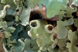 Parmotrema perlatum image