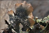 Parmotrema perlatum image