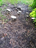 Stropharia coronilla image