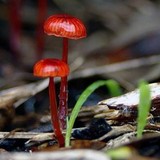 Mycena viscidocruenta image