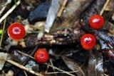 Mycena viscidocruenta image