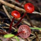 Mycena viscidocruenta image