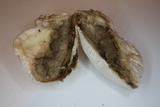 Lycoperdon pratense image
