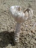 Amanita sect. Vaginatae image