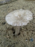 Amanita sect. Vaginatae image