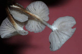 Marasmiellus candidus image
