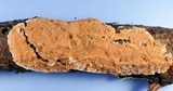 Gloeoporus taxicola image
