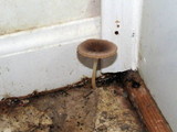 Pluteus longistriatus image
