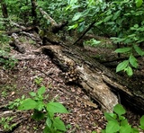 Coprinopsis variegata image