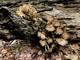 Coprinopsis variegata image