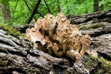 Coprinopsis variegata image