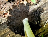 Coprinopsis variegata image