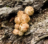 Coprinopsis variegata image