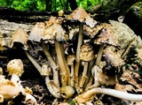 Coprinopsis variegata image