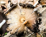 Coprinopsis variegata image