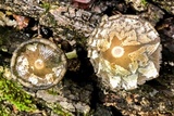 Coprinopsis variegata image