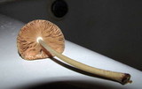 Pluteus longistriatus image