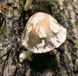 Coprinopsis variegata image