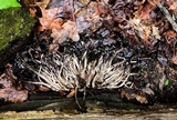 Coprinopsis variegata image