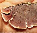 Gloeoporus dichrous image
