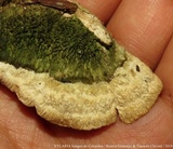 Gloeoporus dichrous image