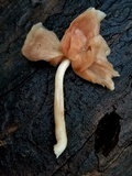 Pluteus longistriatus image