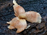 Pluteus longistriatus image