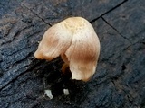 Pluteus longistriatus image