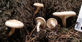 Clitocybe albirhiza image