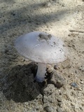 Amanita sect. Vaginatae image