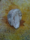 Amanita sect. Vaginatae image