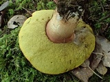Boletus rex-veris image