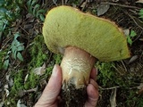 Boletus rex-veris image