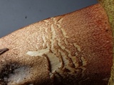 Boletus rex-veris image
