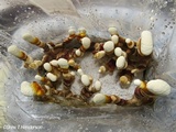 Ganoderma resinaceum image